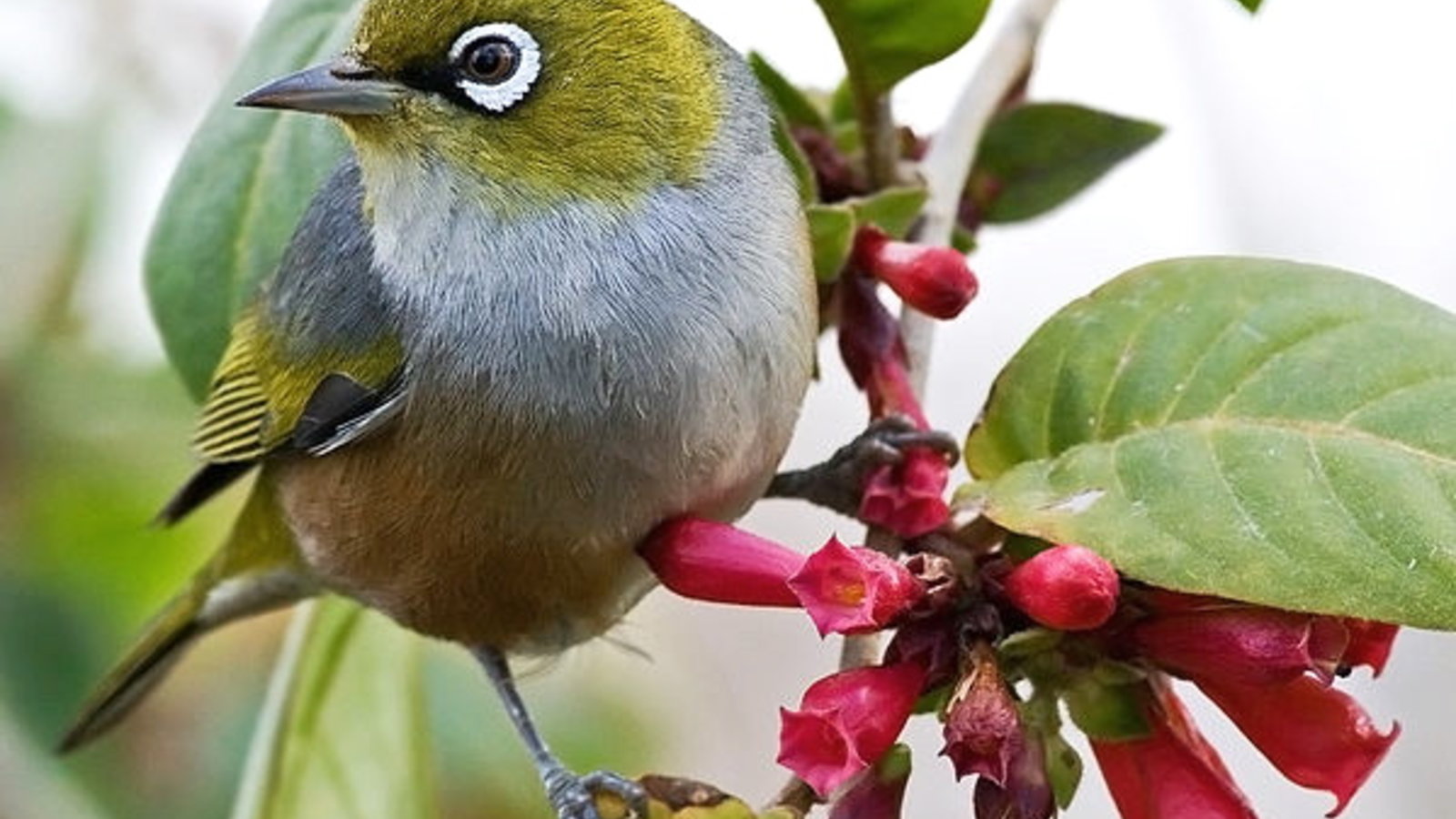 599px-silvereye.jpg