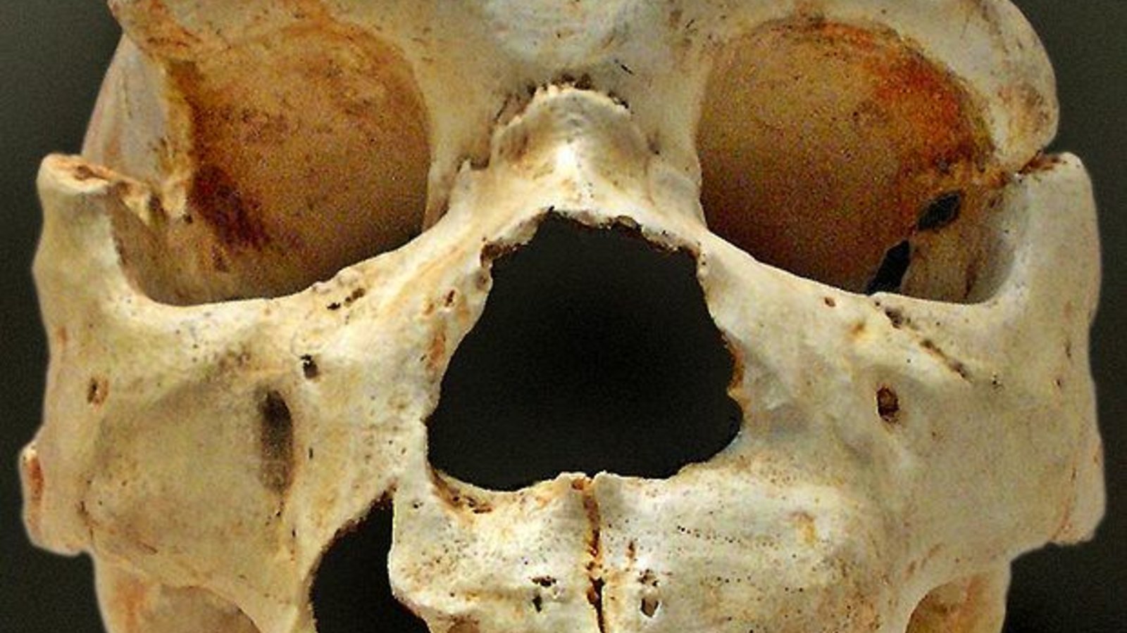 620px-homo_heidelbergensis-cranium_-5.jpg
