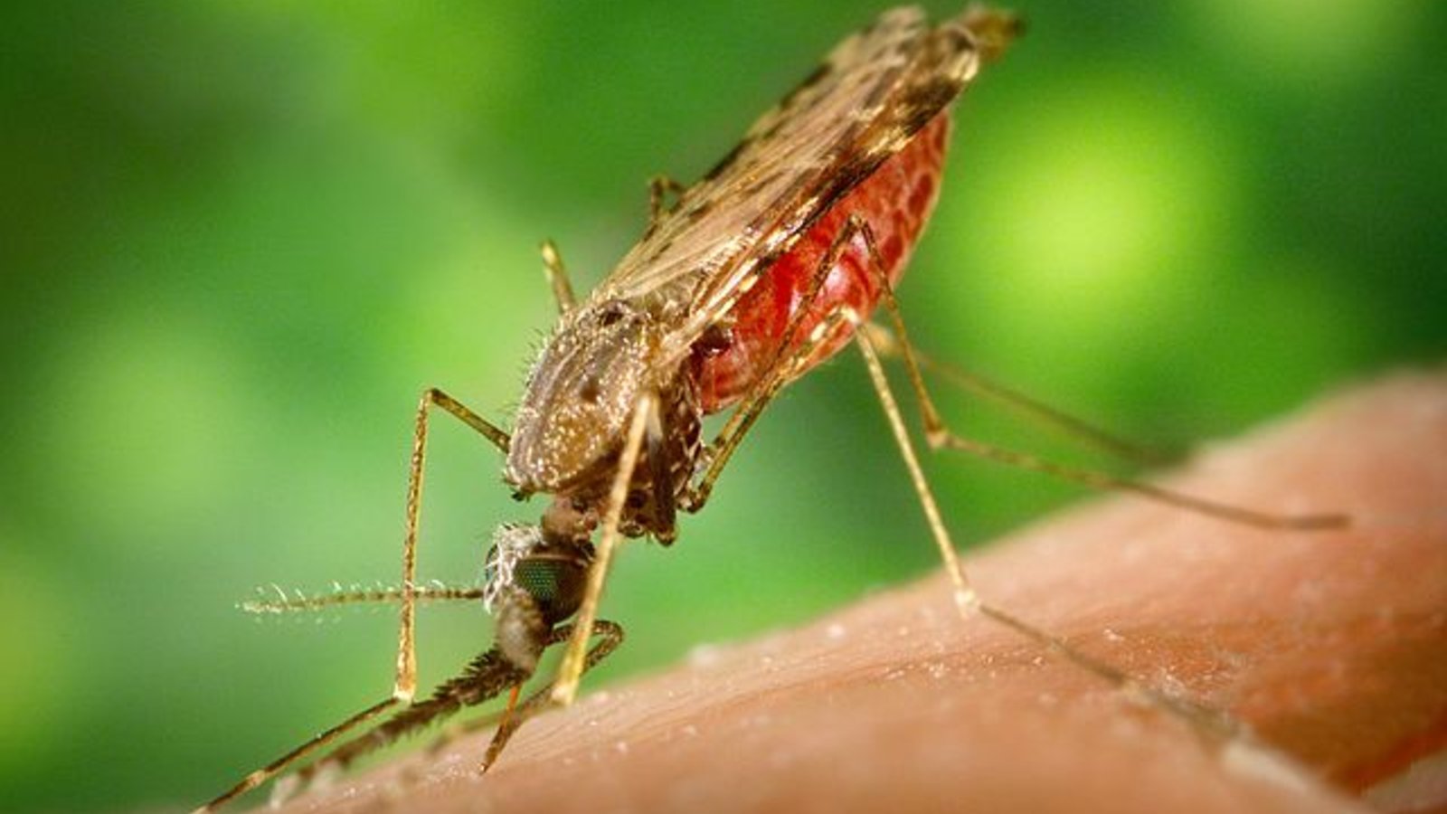 640px-anopheles_albimanus_mosquito.jpg