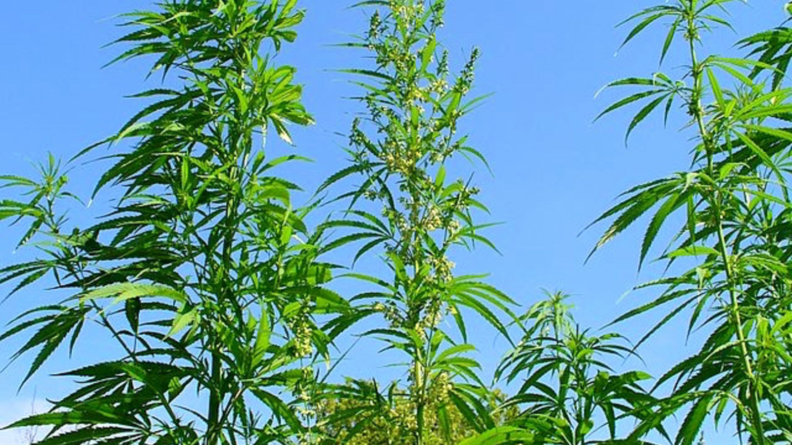640px-cannabis_sativa_001.jpg