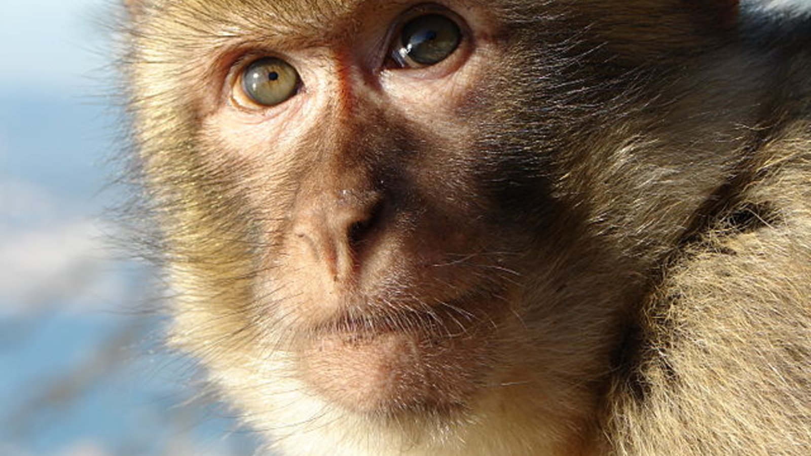 640px-gibraltar_barbary_macaque.jpg
