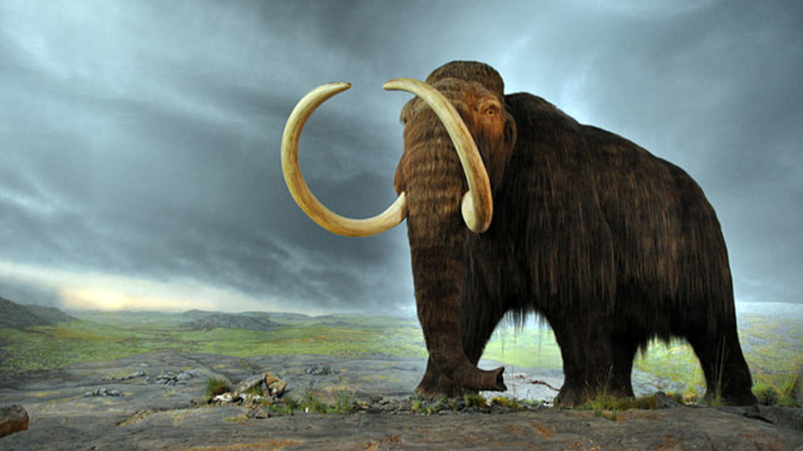 640px-woolly_mammoth.jpg