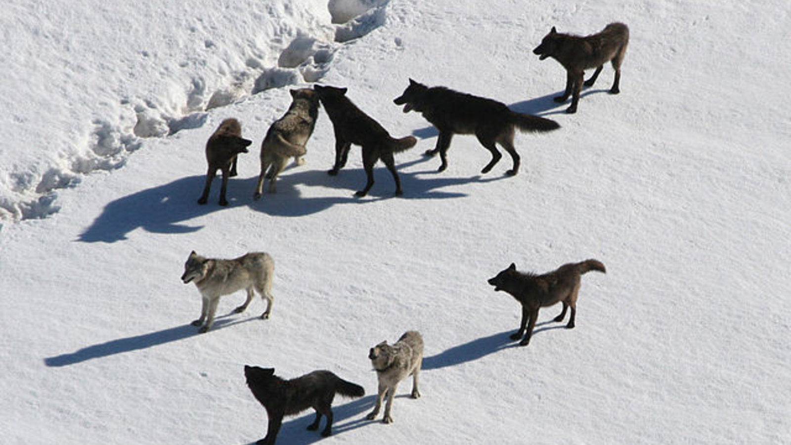 640px-yellowstone_wolves.jpg