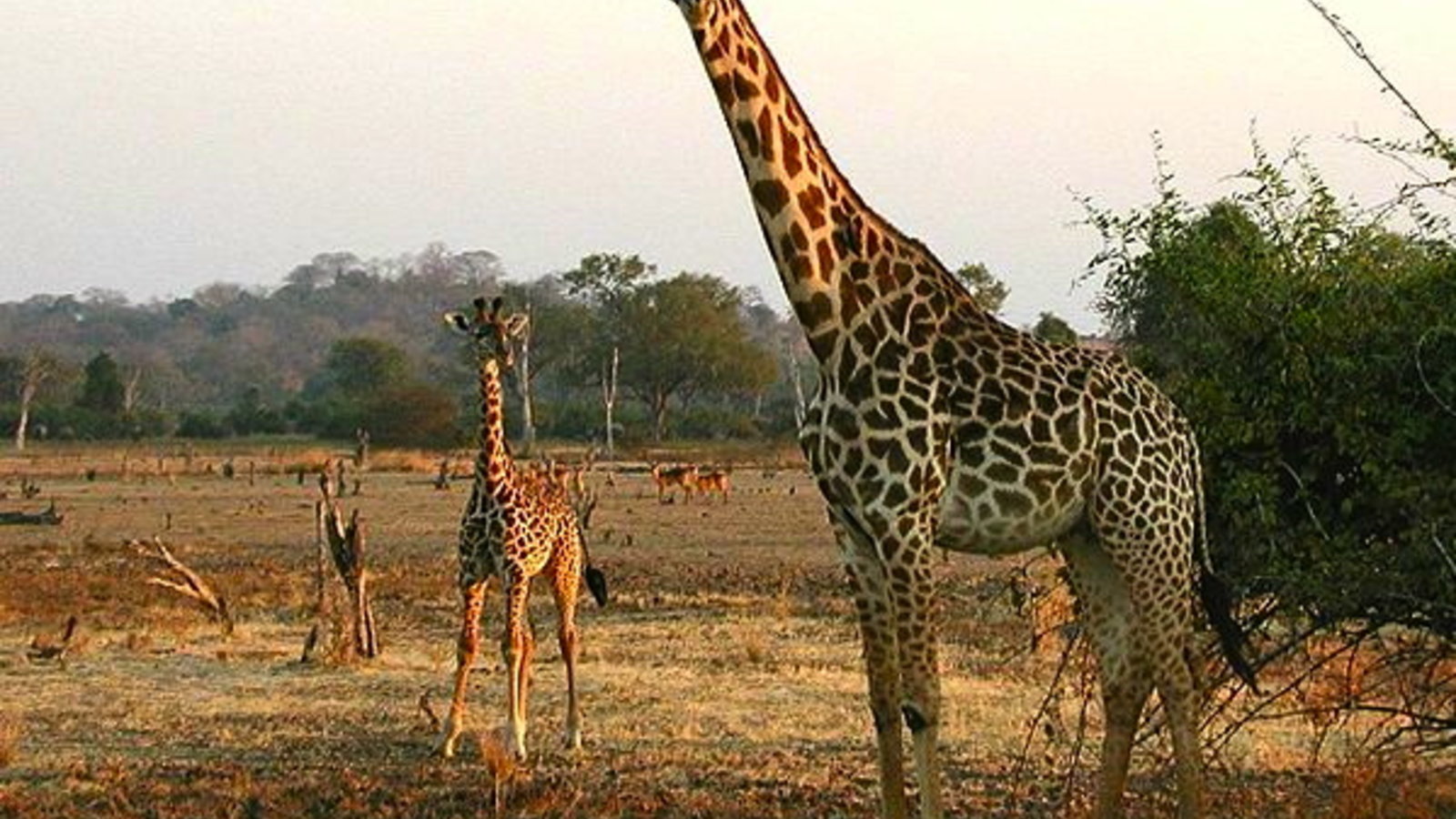 675px-giraffen.jpg