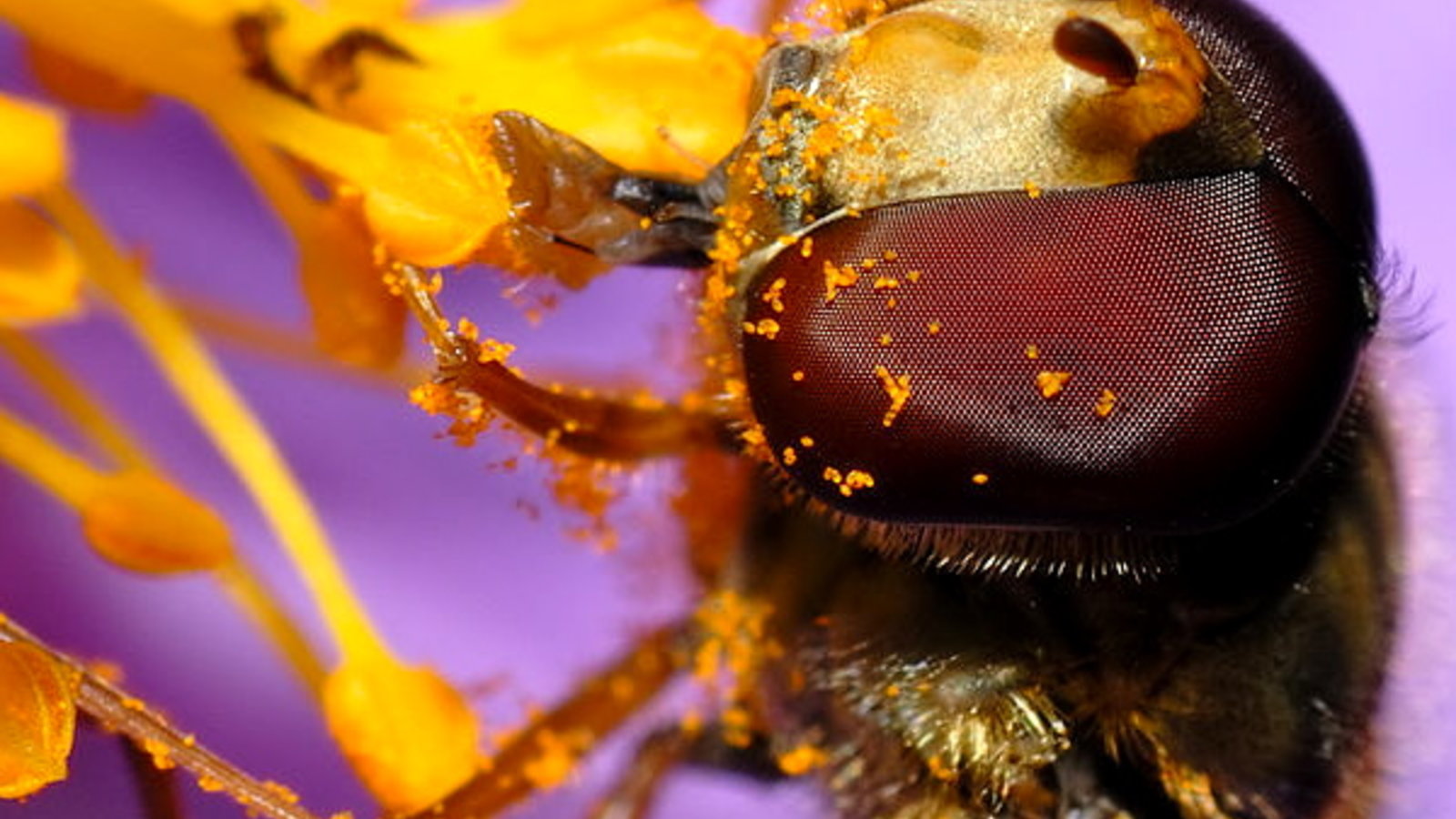 750px-Episyrphus_balteatus_-_head_close-up_aka.jpg