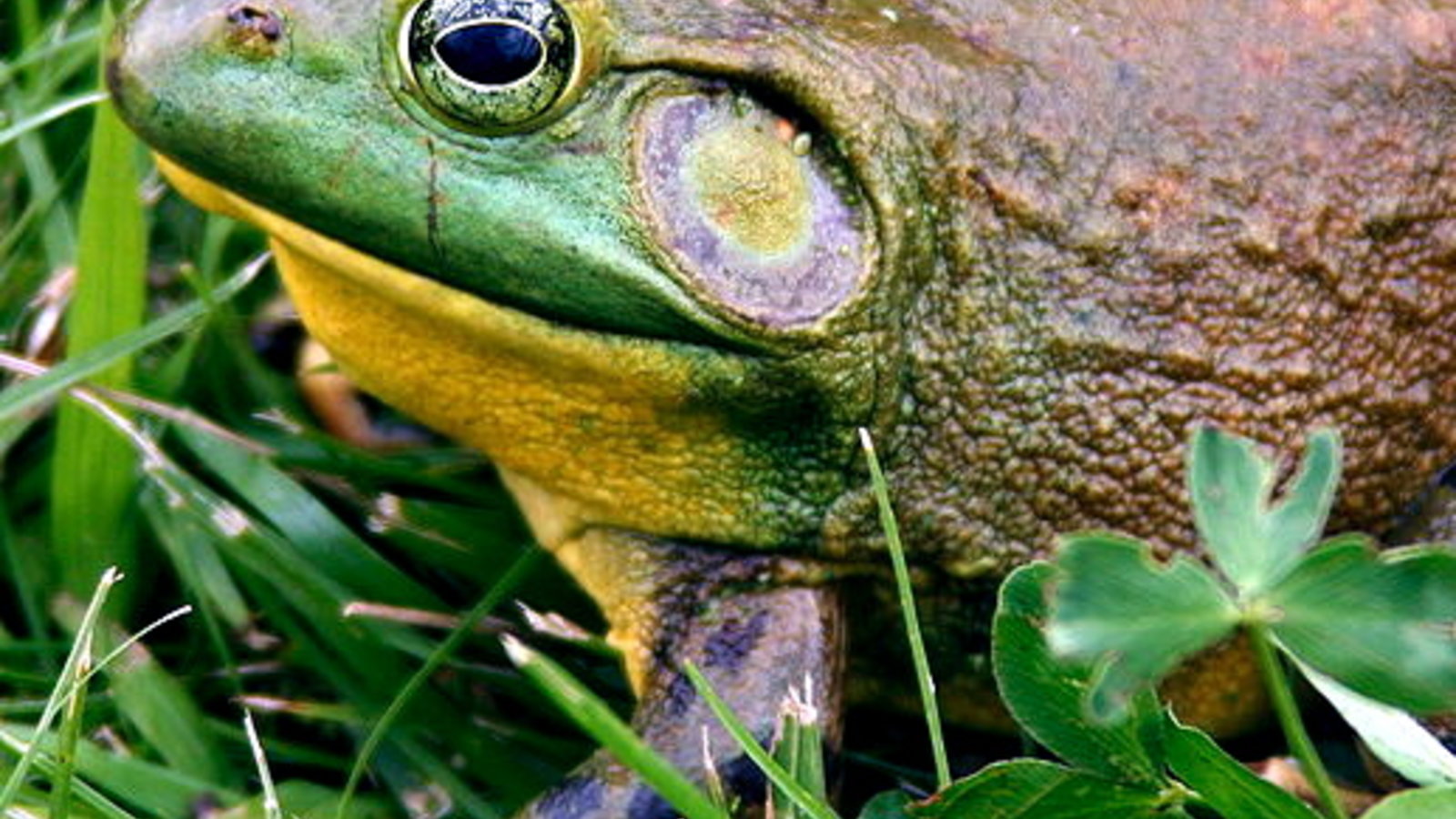 775px-North-American-bullfrog1.jpg