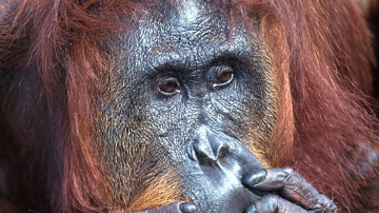780336-3-l-orang-outan-victime-de-la-deforestation.jpg