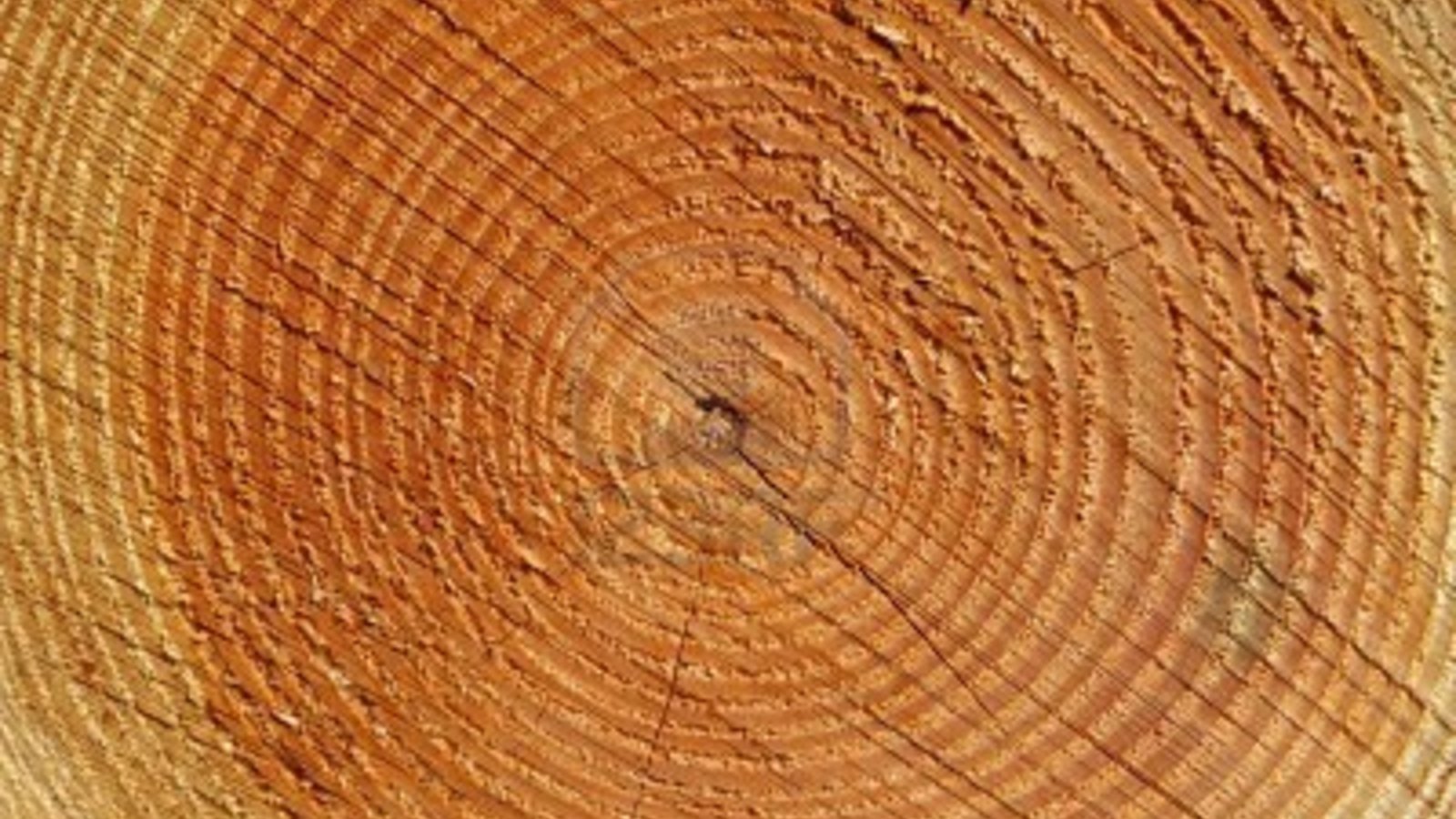 7917329-texture-de-cernes-annuels-des-arbres-de-fermer-patron.jpg