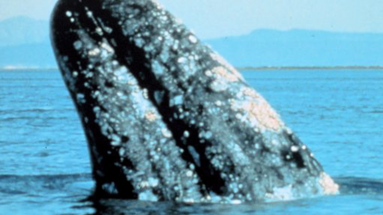 800px-Gray_whale.jpg