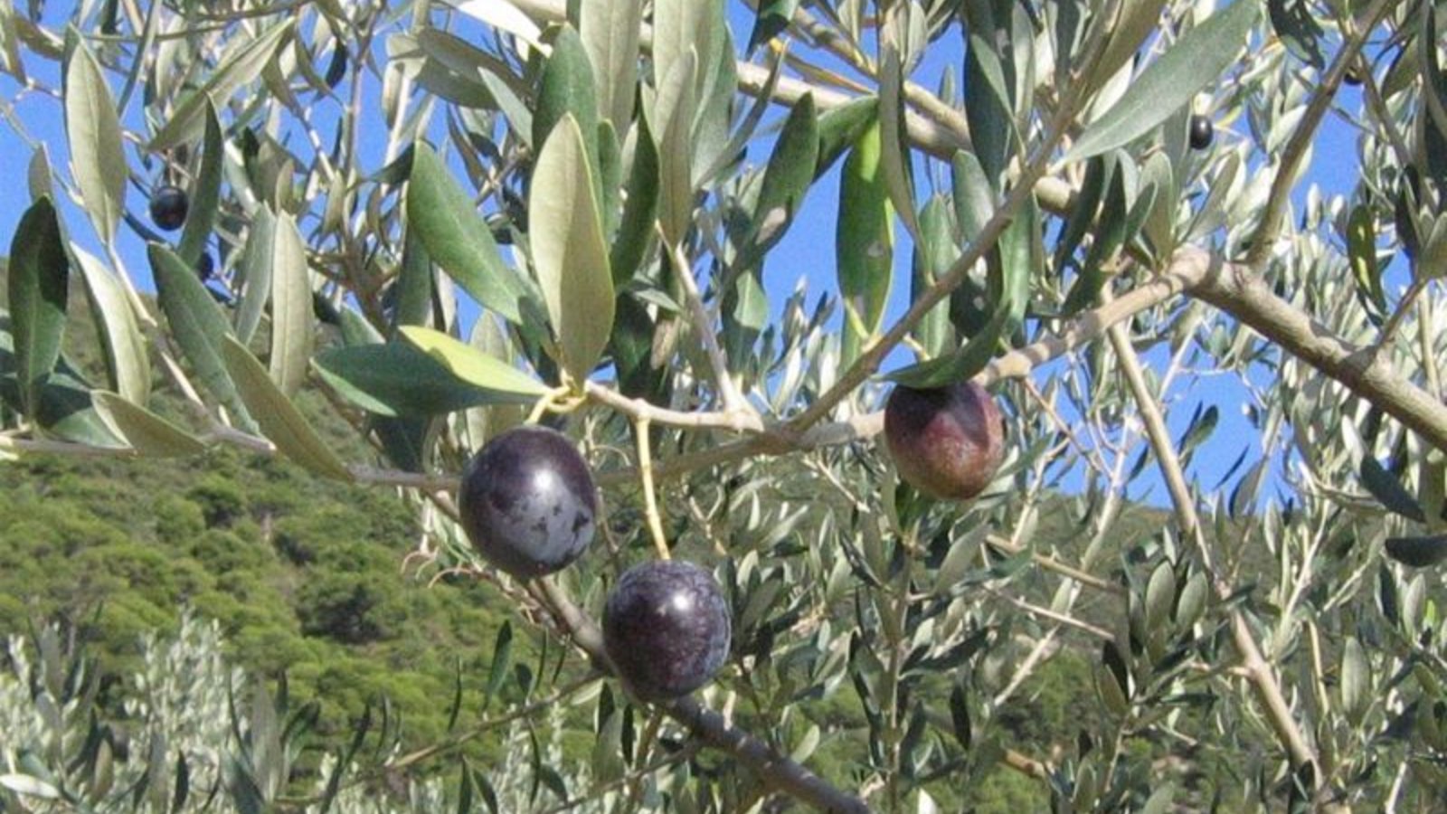 800px-Olives1.jpg