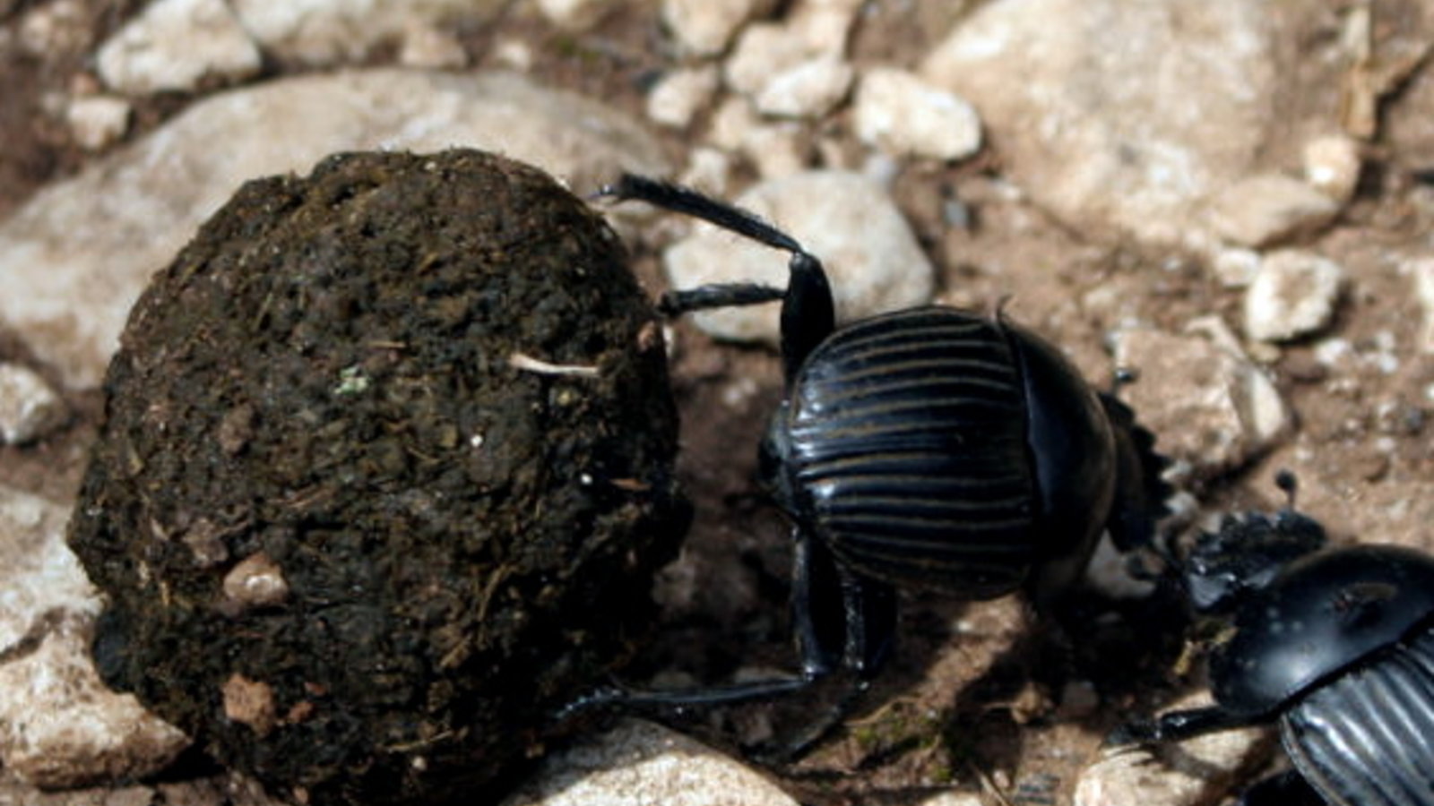 800px-Scarabaeus_laticollis_2.jpg
