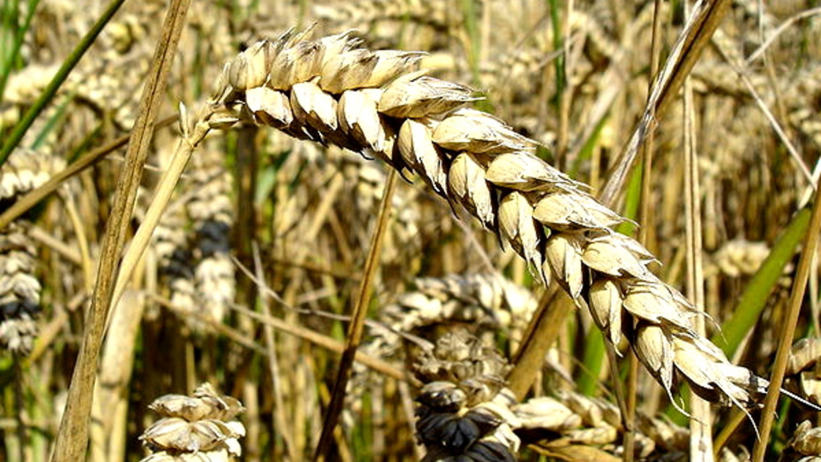 800px-Wheat_close-up.JPG