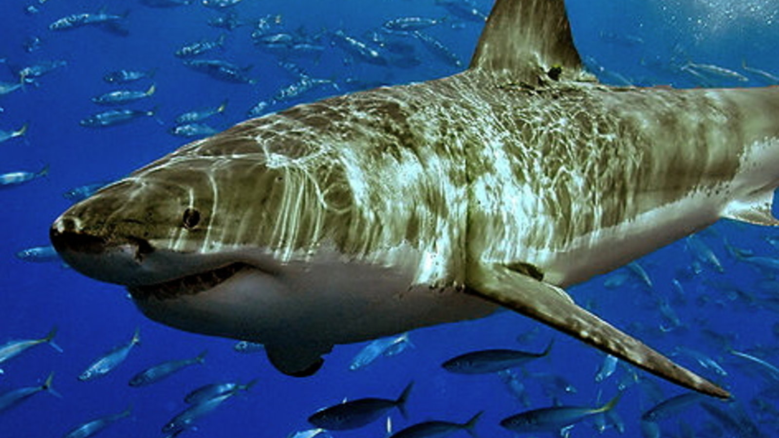 800px-White_shark.jpg