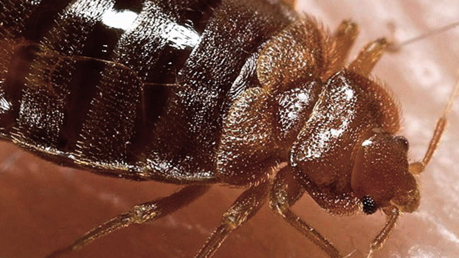 800px-bed_bug_cimex_lectularius.jpg