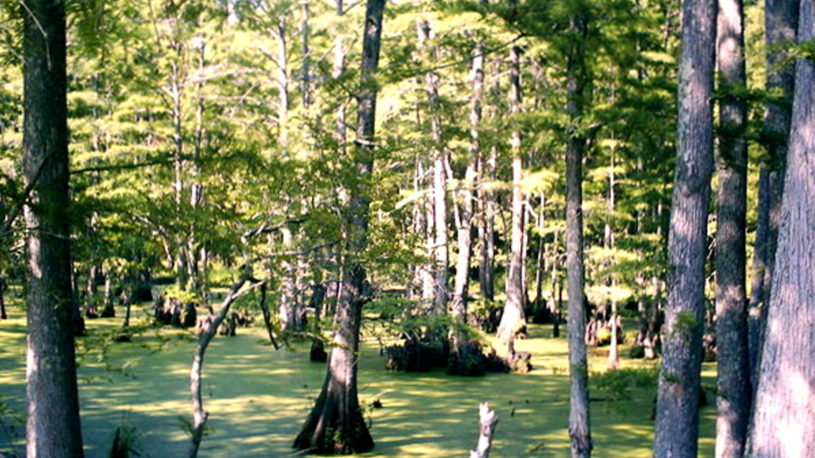 800px-big_cypress_bayou.jpg