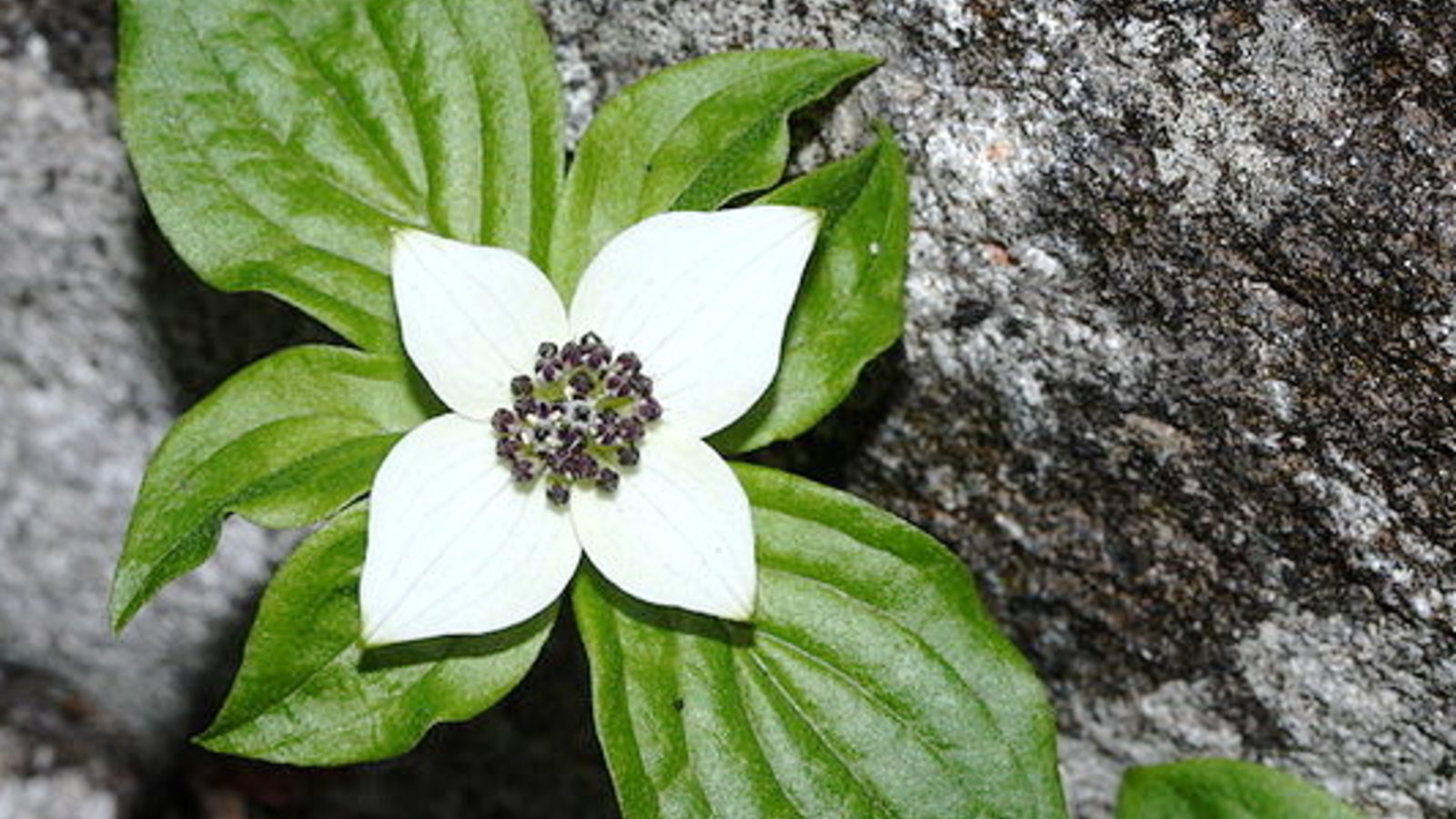 800px-cornus_canadensis_9282.jpg