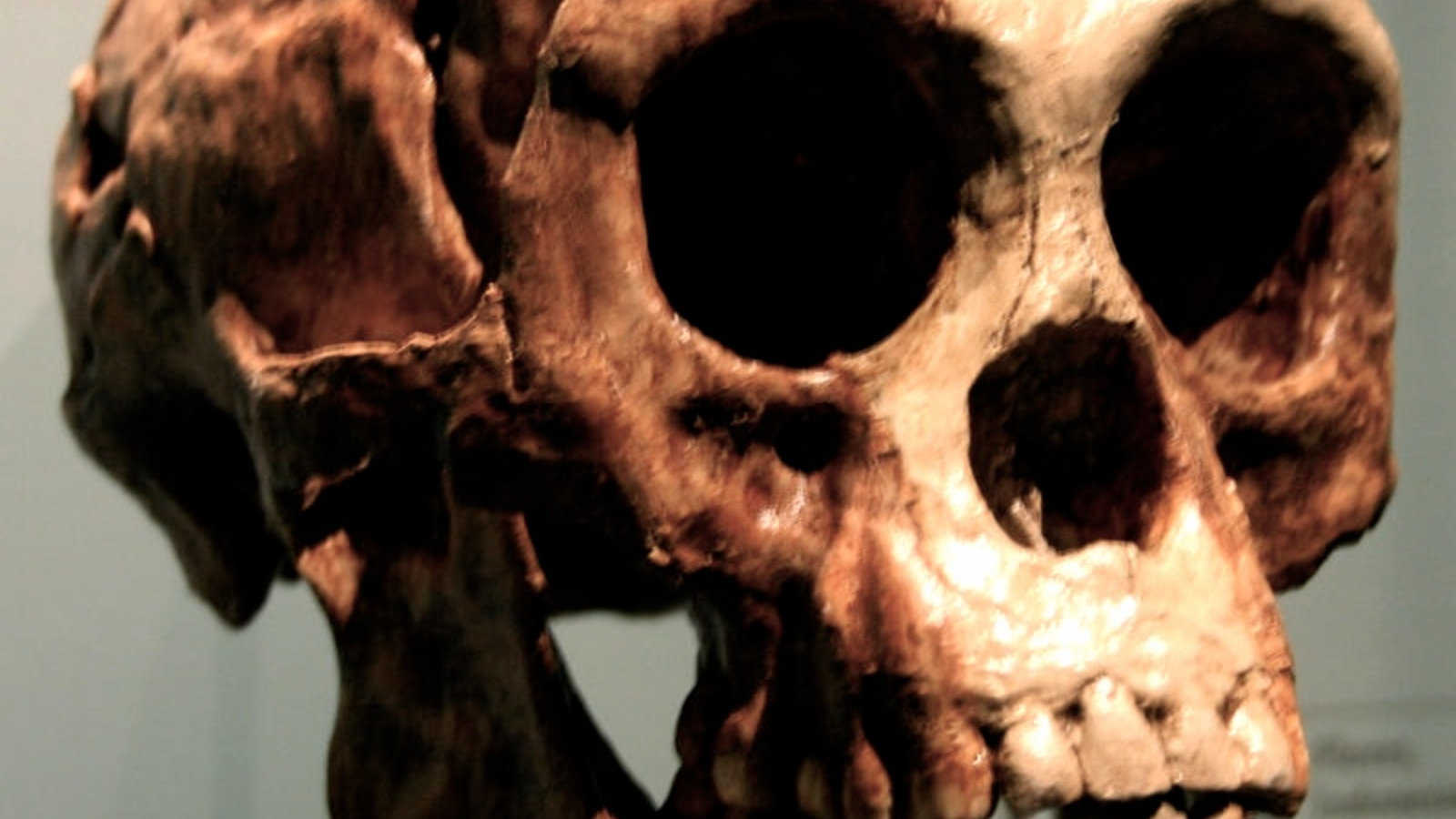 800px-homo_floresiensis.jpg