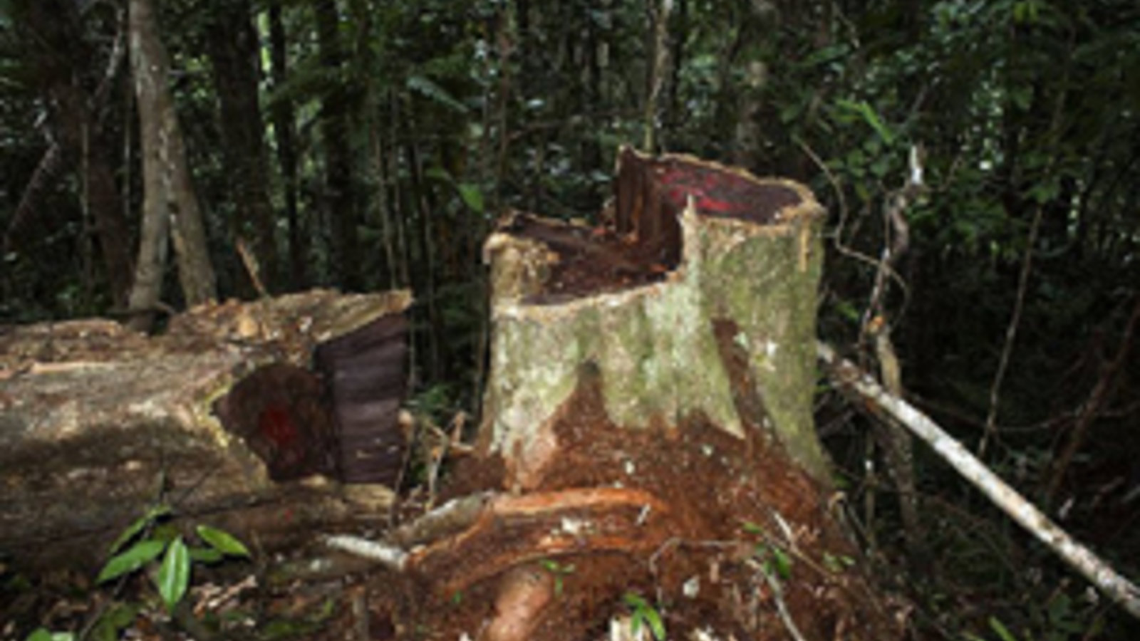 800px-illegal_logging_of_rosewood_001-source-wikimediacommons.jpg
