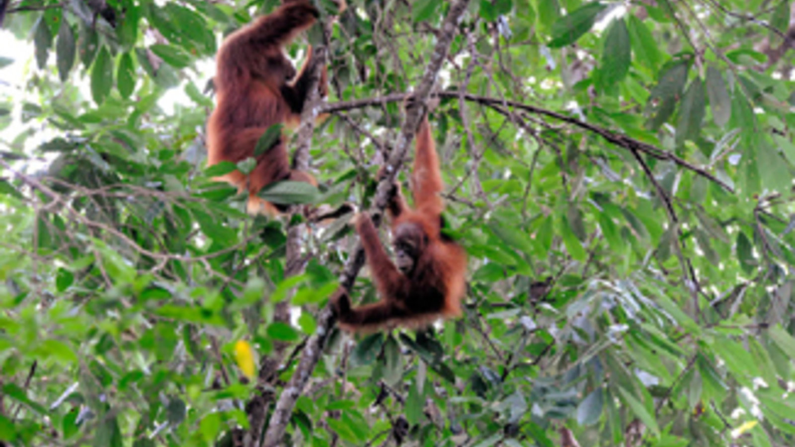 800px-leuser-orangs-wikimedia_commons-sumatra-credit-nomo_michael_hoefner__09n8683.jpg