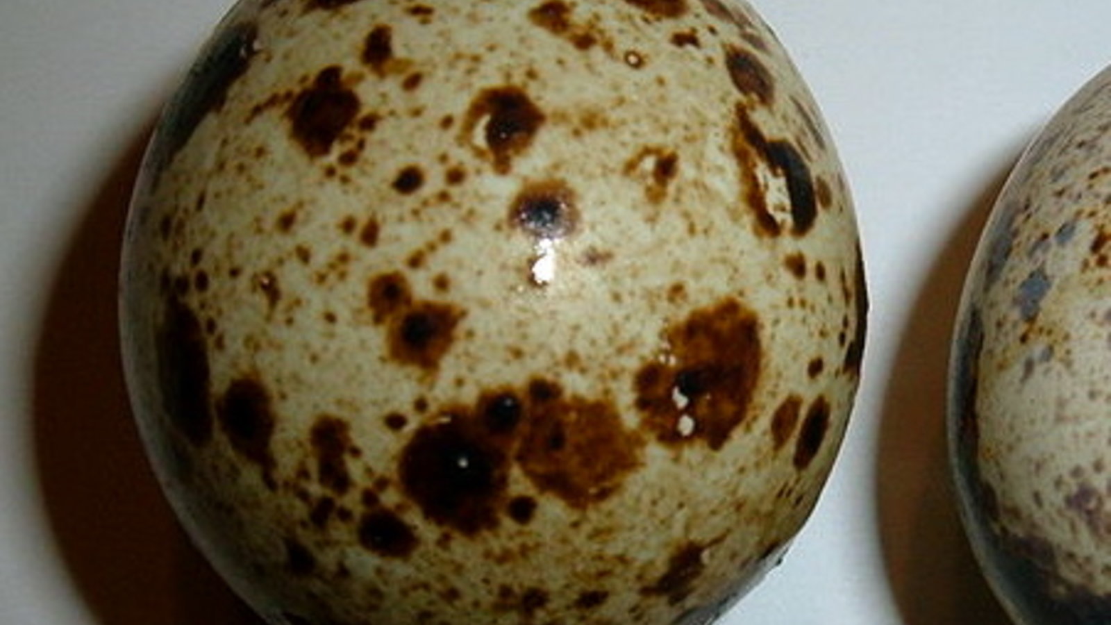 800px-pair_of_japanese_quail_eggs.jpg