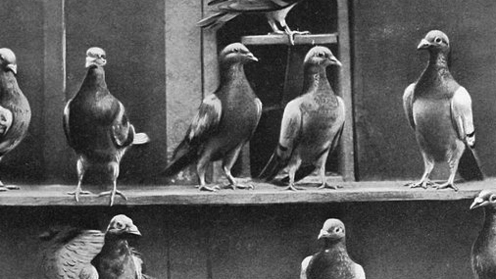 800px-pigeons_voyageurs.jpg
