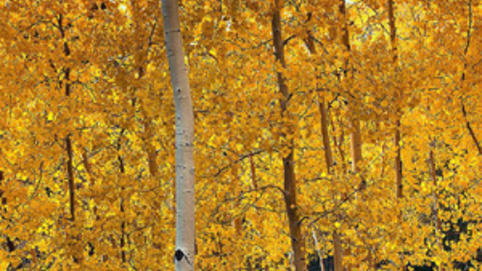 800px-snowbowlaspens.jpg