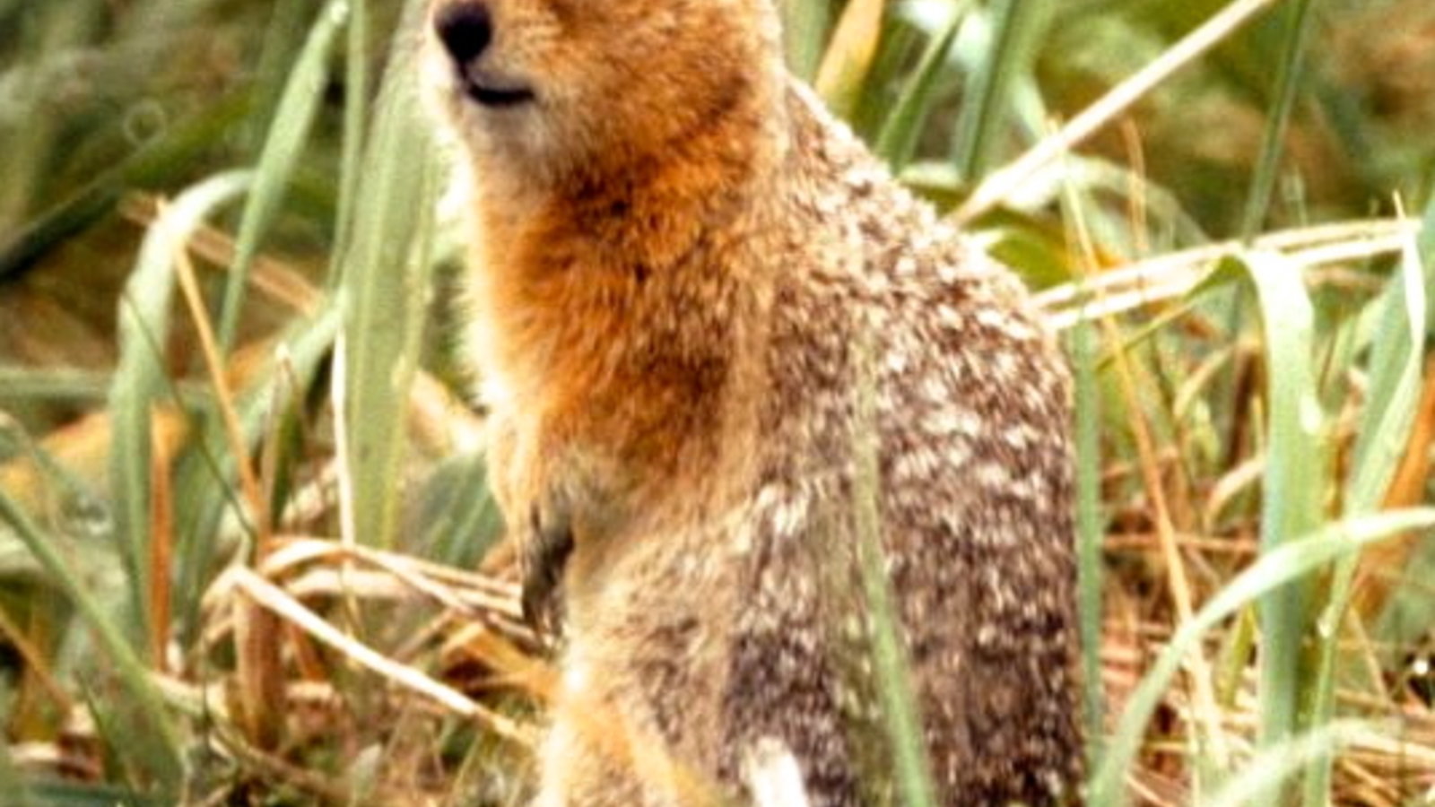 800px-spermophilus_parryii.jpg