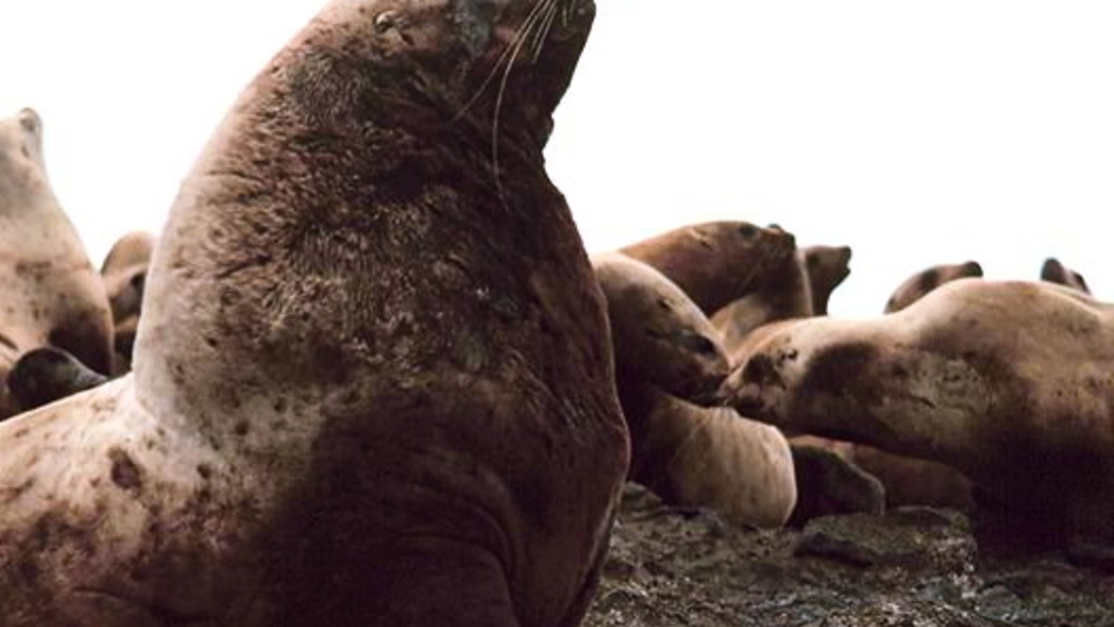 800px-steller_sea_lion_bull.jpg