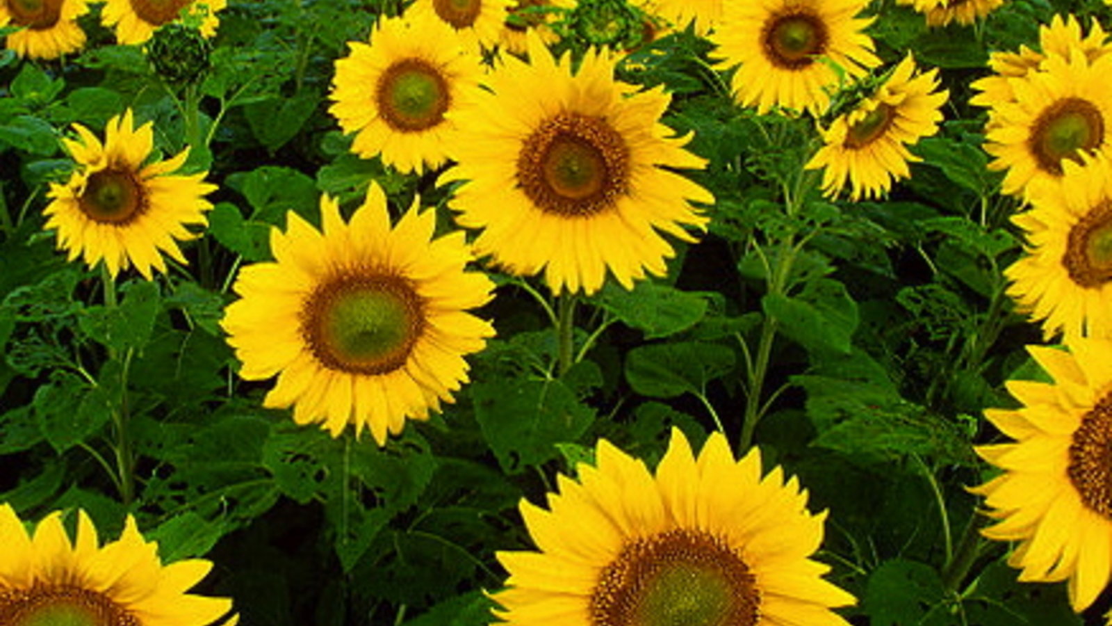 800px-sunflowers.jpg