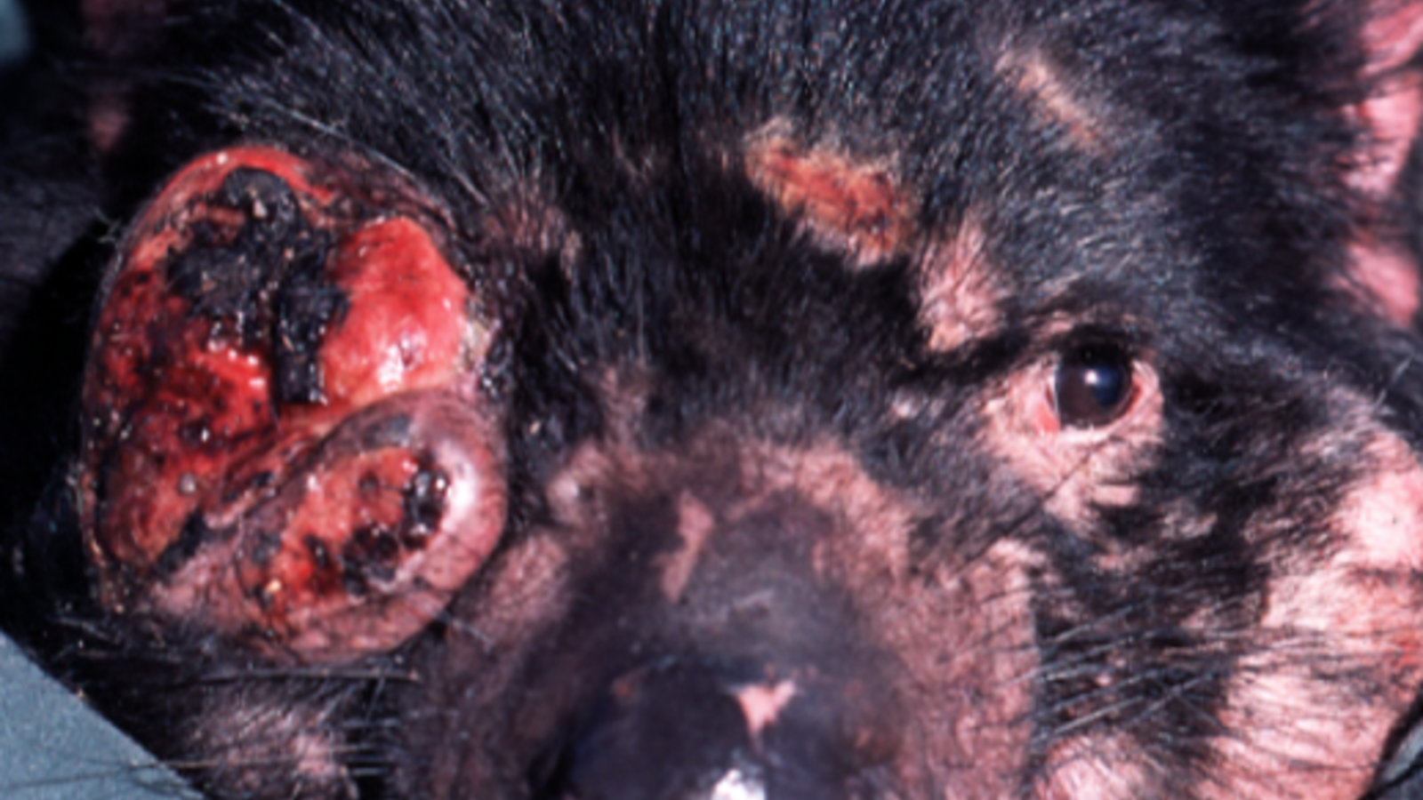 800px-tasmanian_devil_facial_tumour_disease.jpg