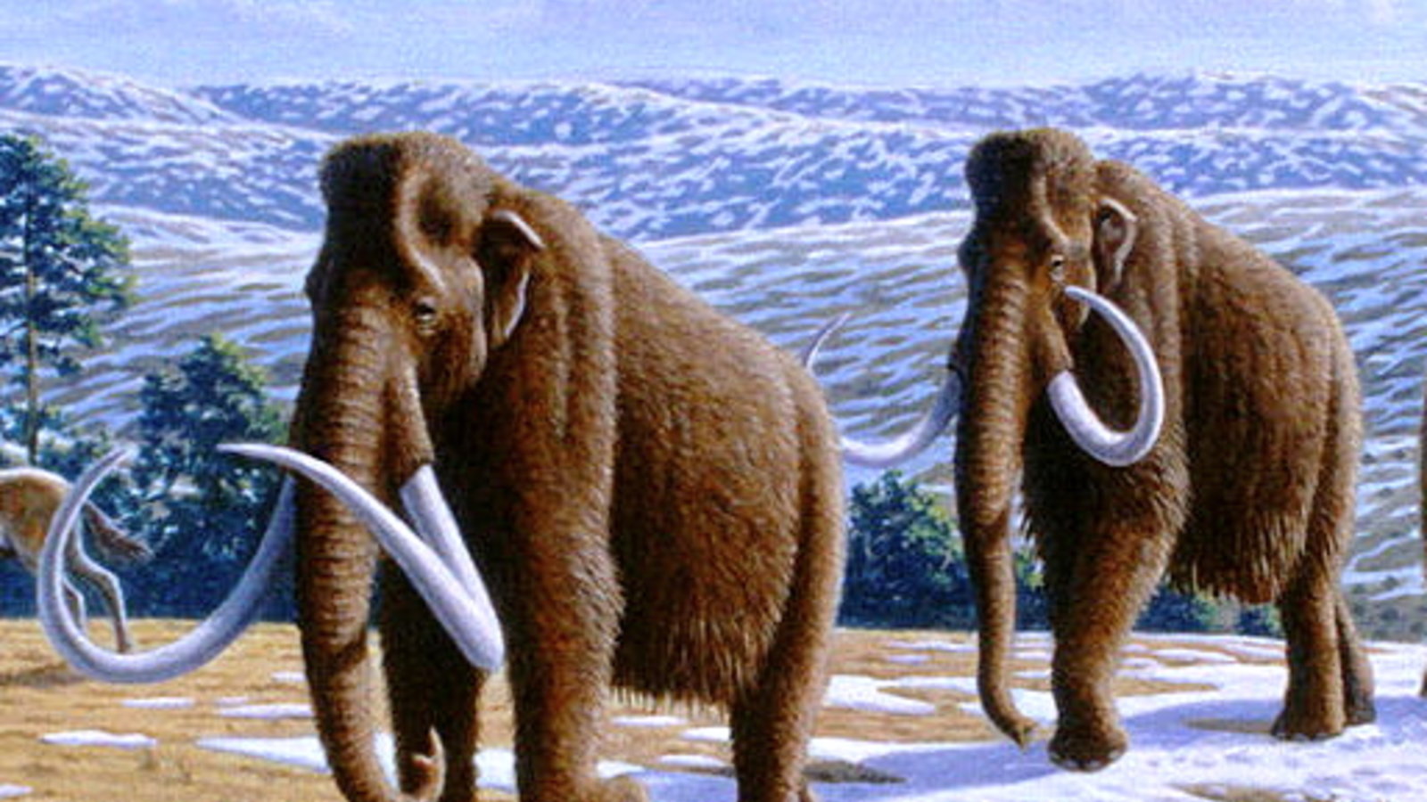 800px-woolly_mammoth_mammuthus_primigenius_-_mauricio_anton.jpg