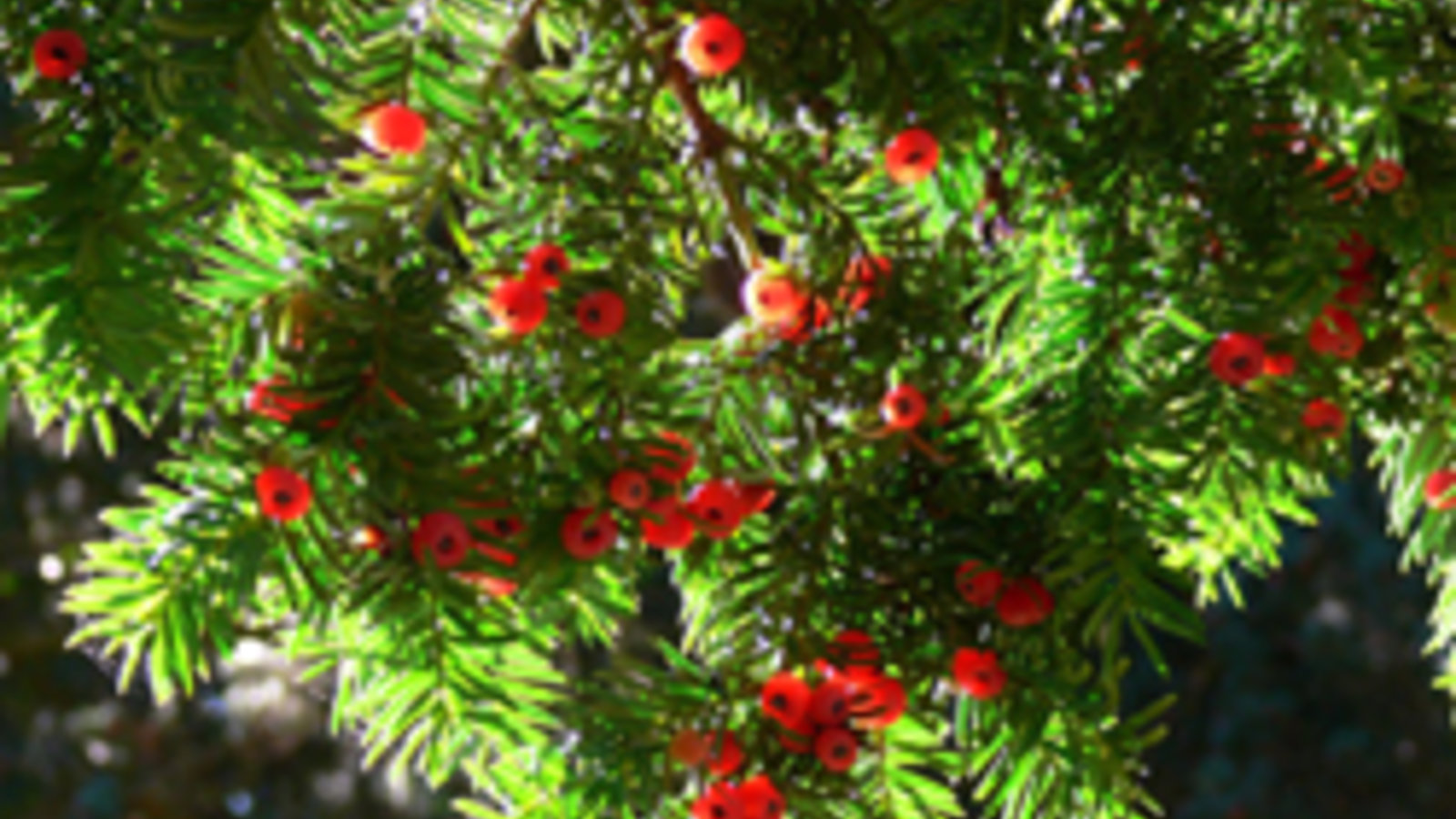 800px-yew_berries-if.jpg