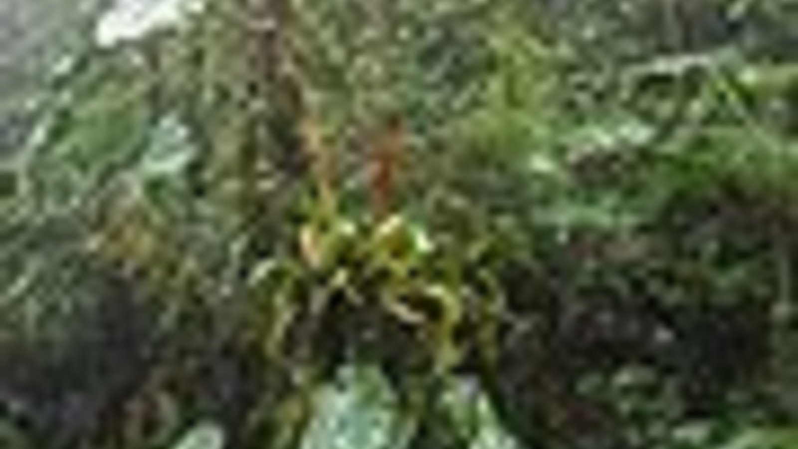 90px-Cloud_forest_panama_2-Photograph_by_Dirk_van_der_Made.jpg