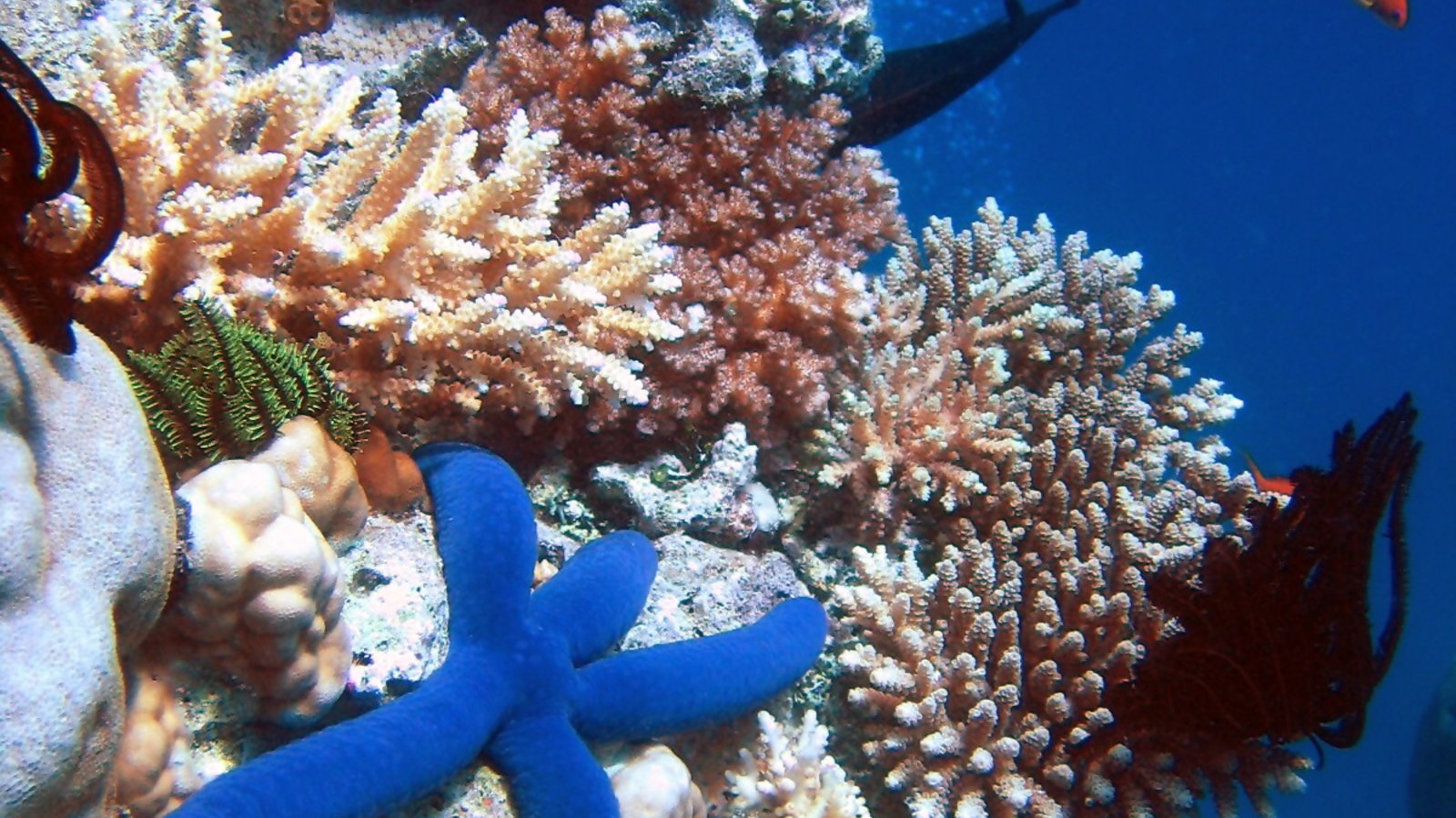 Blue_Linckia_Starfish.JPG_.jpeg