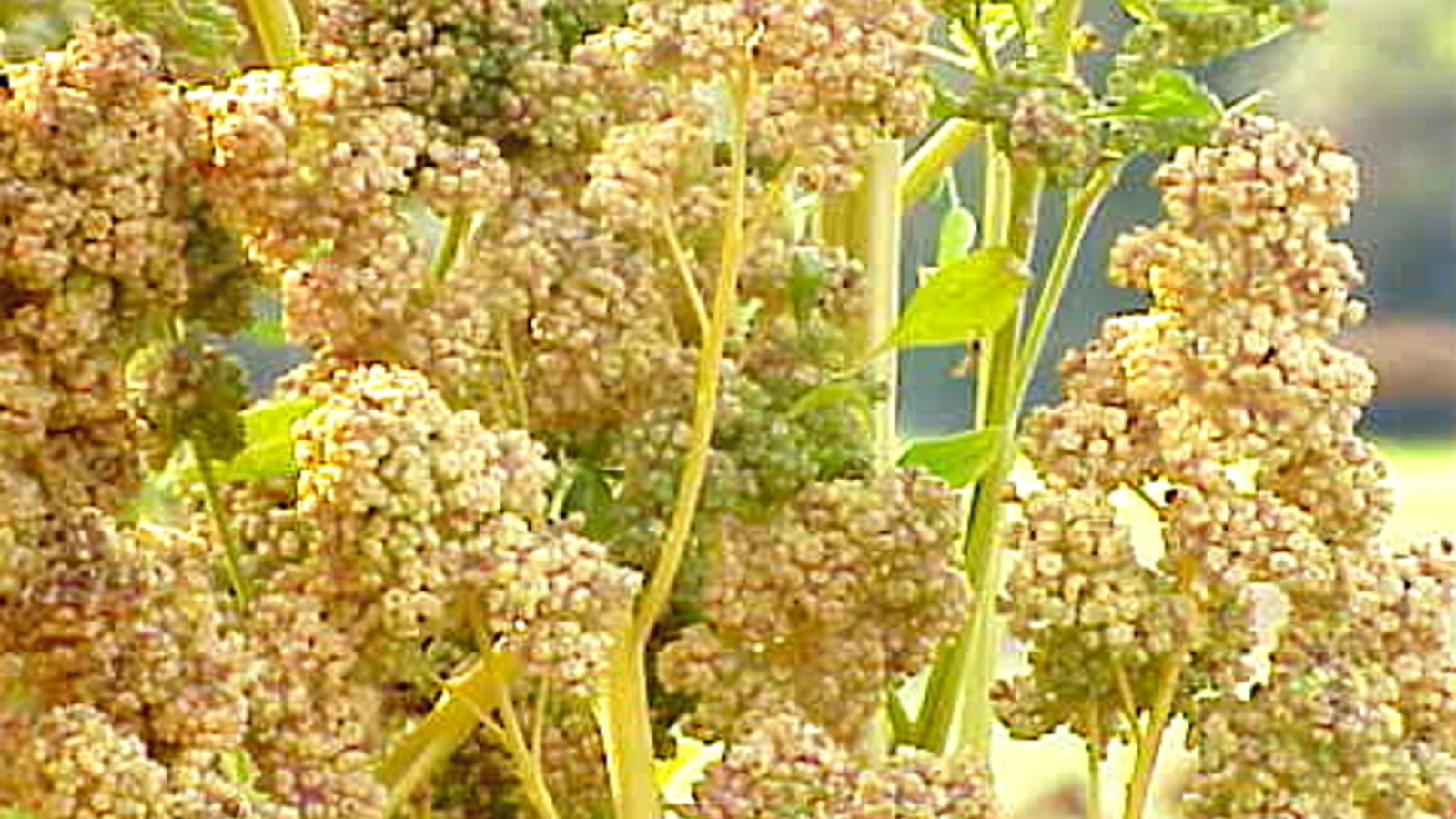 Chenopodium_quinoa0.jpg