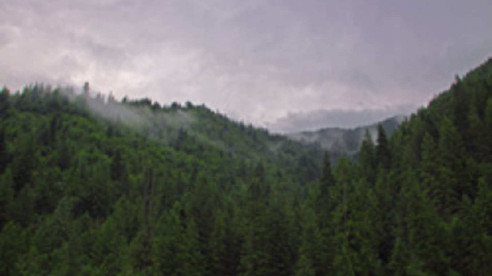 Clearwater_Forest__in_Idaho-PDPhoto.org_.jpg