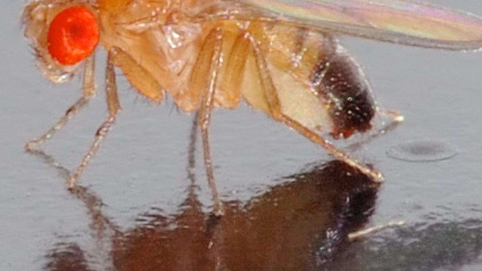 Drosophila_melanogaster_-_side_aka.jpg