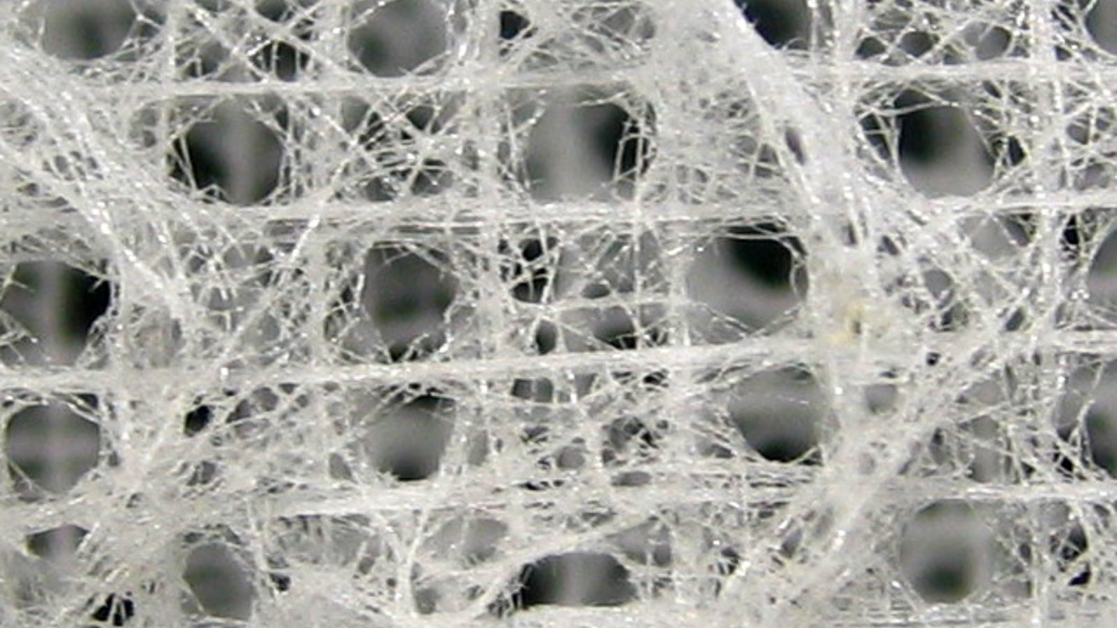 Euplectella_sp_fibre.jpg