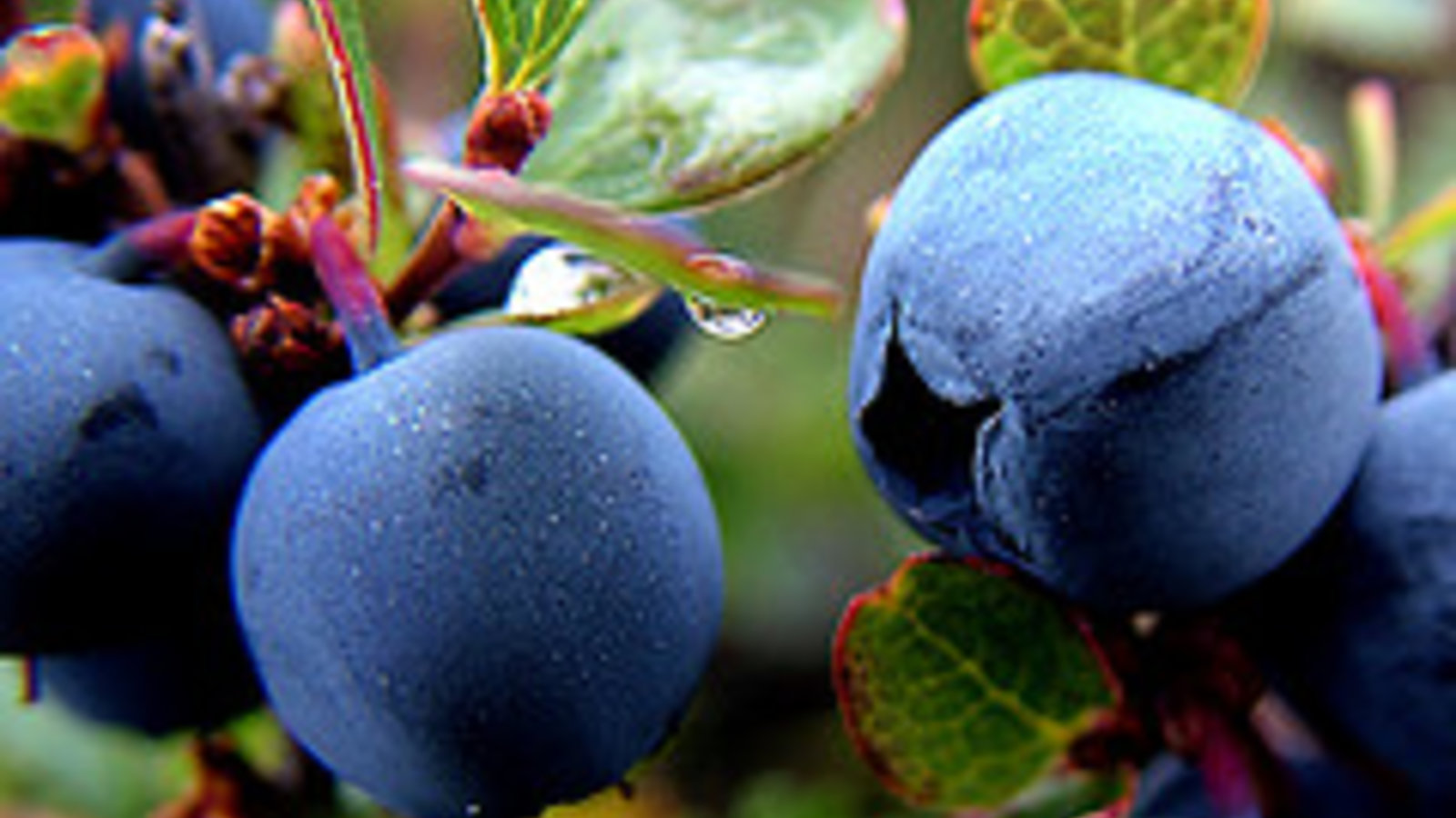 Flickr_blueberry.jpg