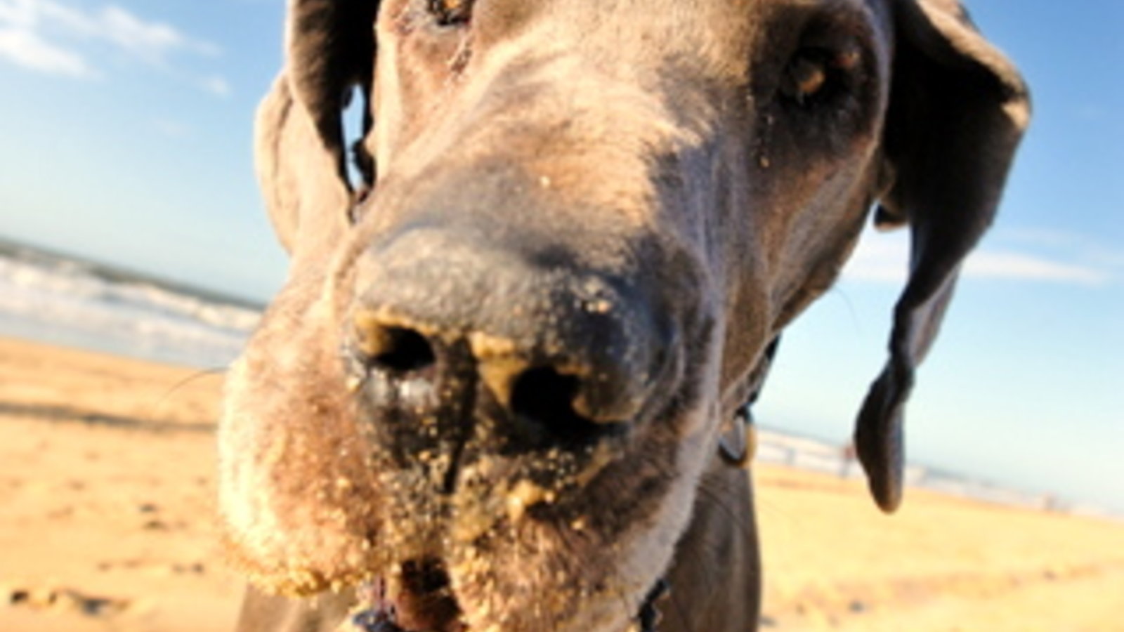 GreatDane.jpg