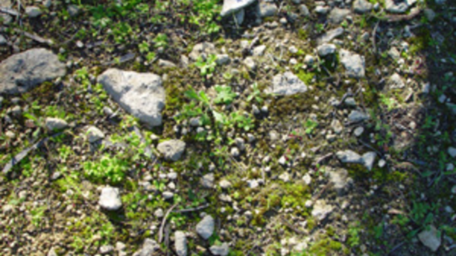 Ground_Pattern.jpg