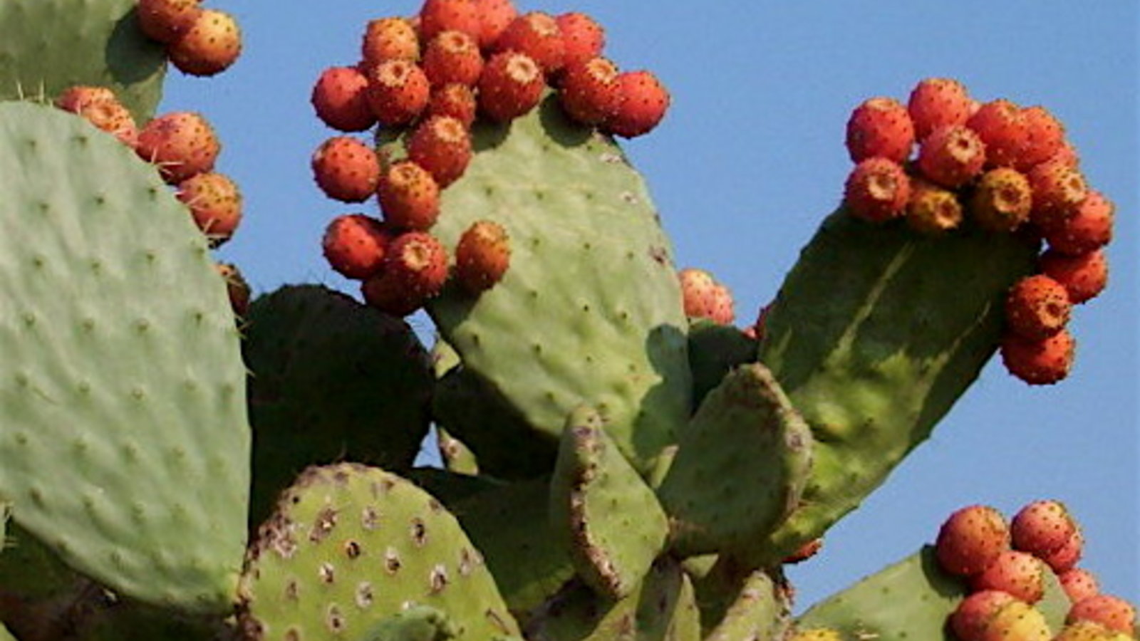 Indian_Fig_-_Opuntia_ficus-indica.jpg