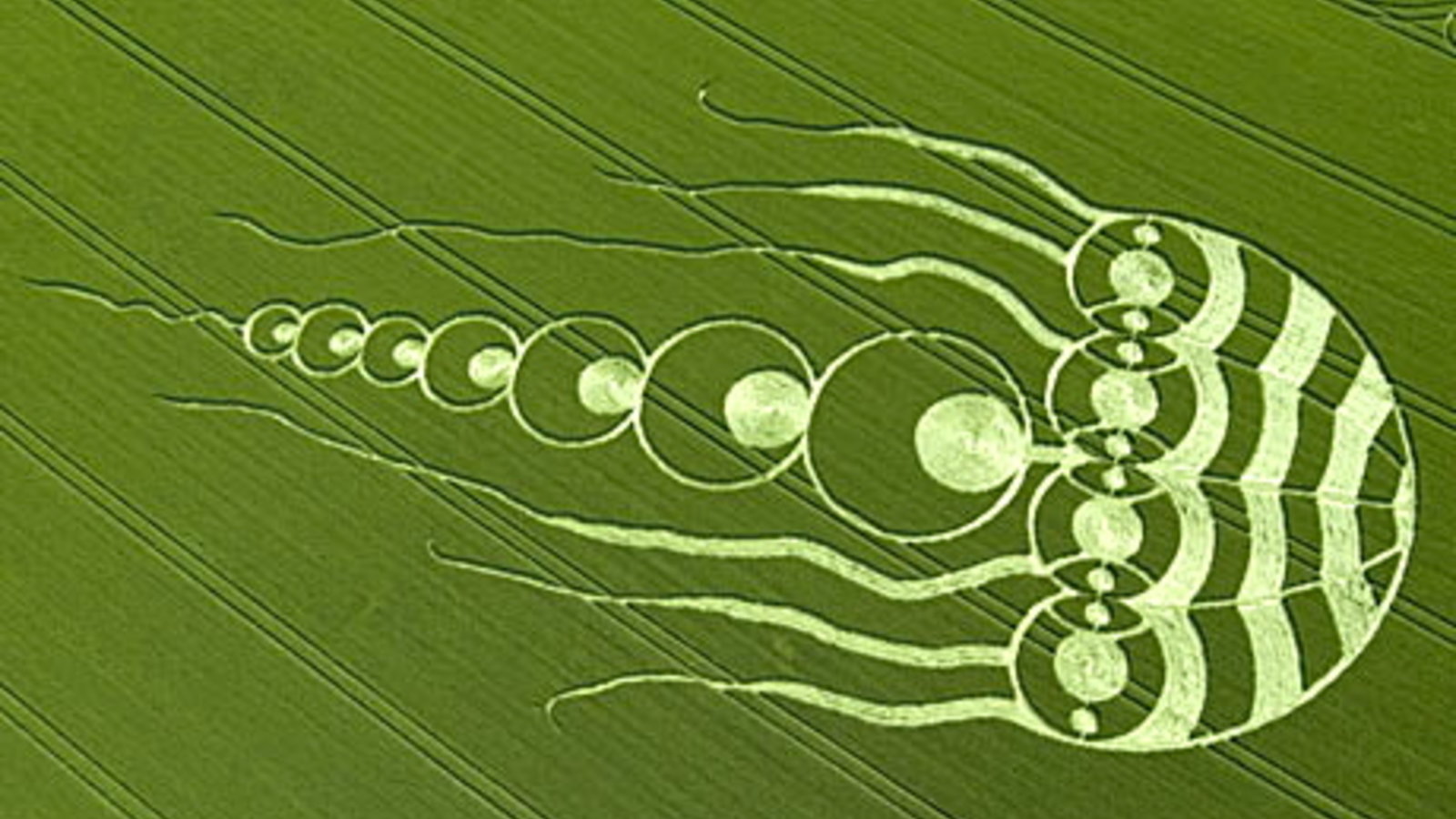 Jellyfish-crop-circle-001.jpg