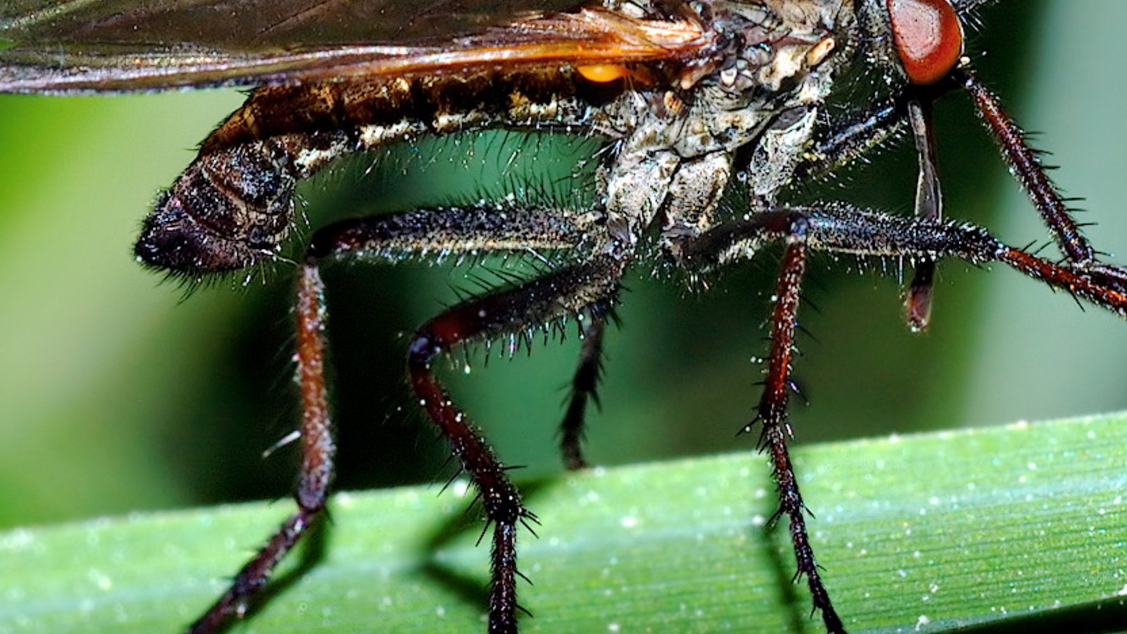 MaleEmpisTesselata.jpg