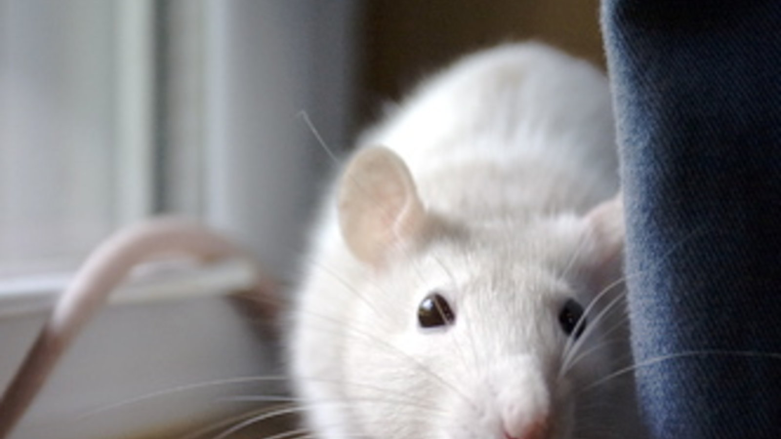 Rat.jpg