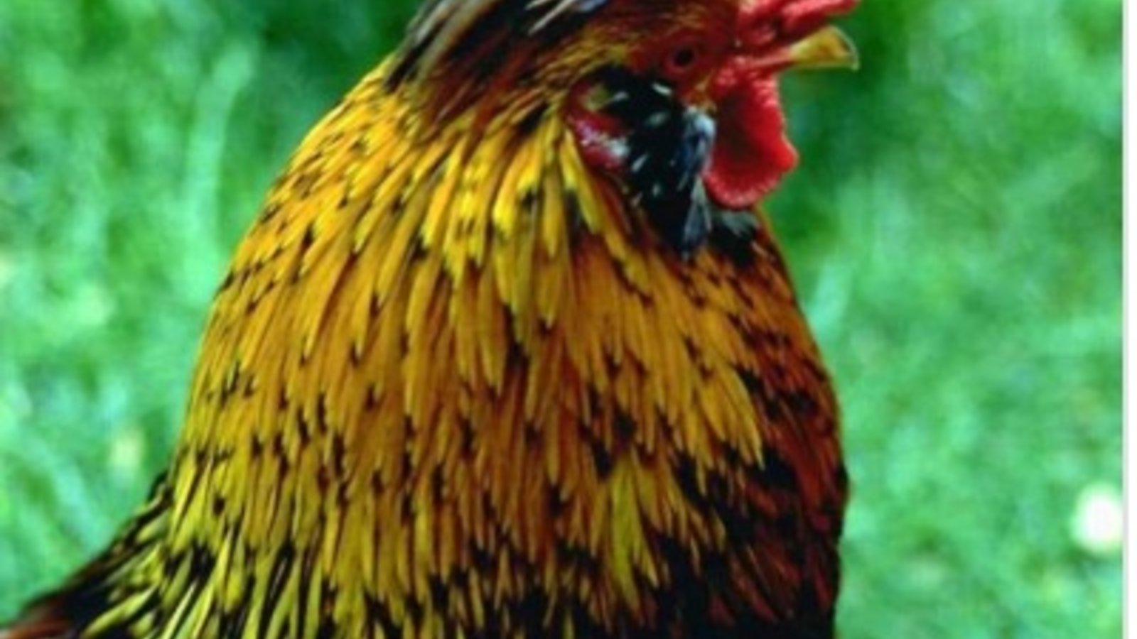 Rz_ANIMAUX079.jpg