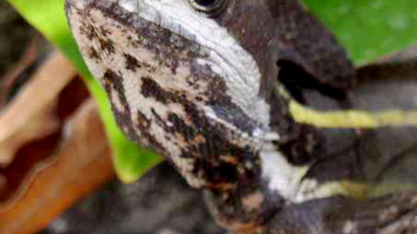 Striped_basilisk_lizard.jpg