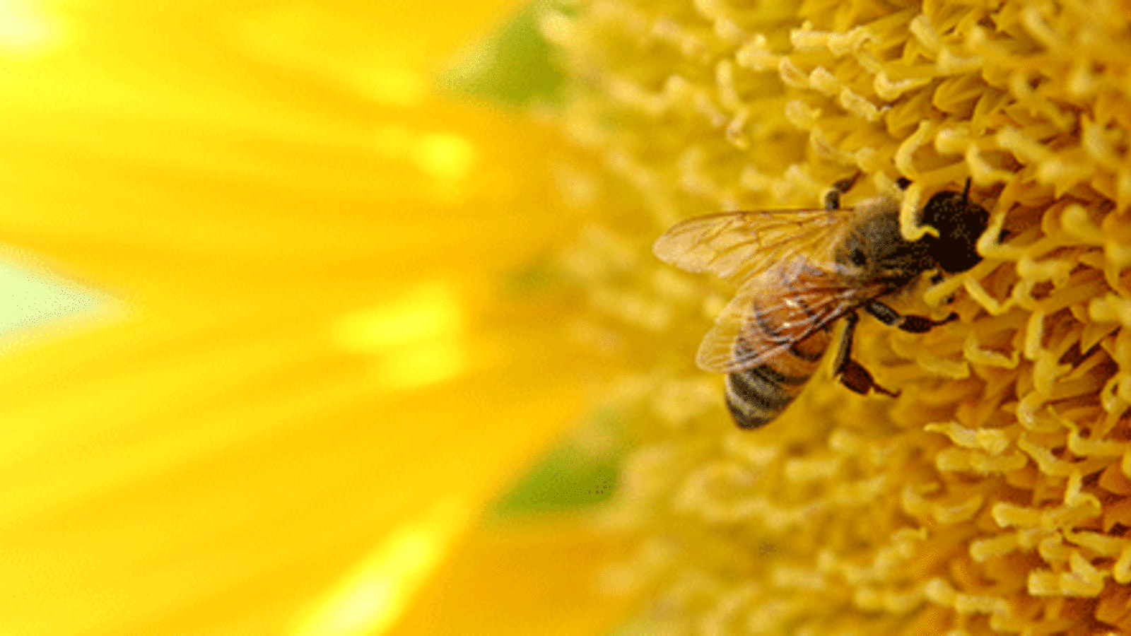 abeille2.gif