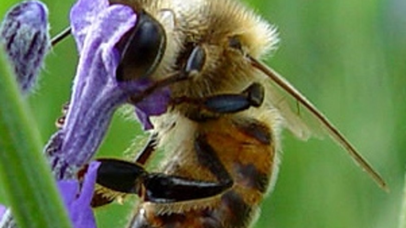 abeille_brune.jpg