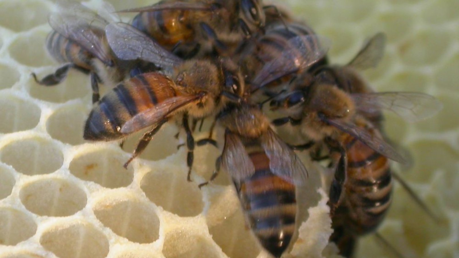 abeilles.jpg